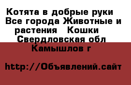 Котята в добрые руки - Все города Животные и растения » Кошки   . Свердловская обл.,Камышлов г.